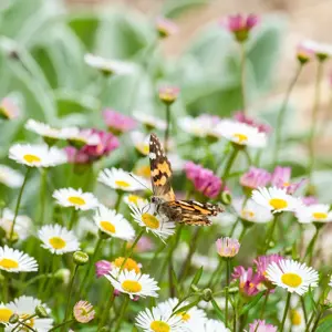 Erigeron karvinskianus